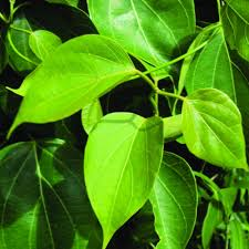 Anguna Leaves