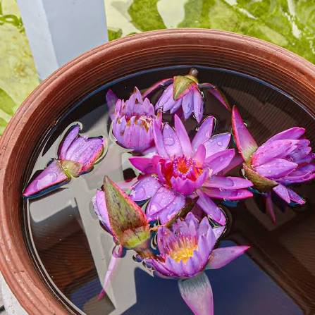 Nil Manel/Lotus Flower